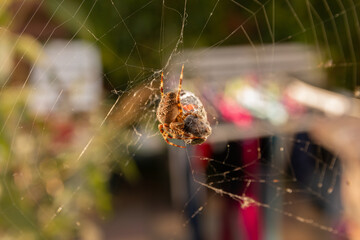 garden spider catches butterfly