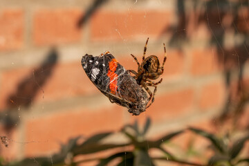 garden spider catches butterfly