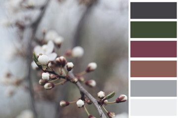 dark colours swatches scheme with spring flower sample