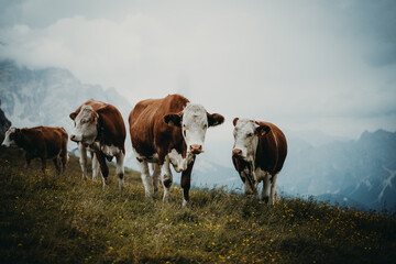 Fototapeta na wymiar Cows in the Mountains