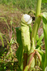 Ustilago maydis. Bubble smut is a pest fungus that has affected the corn cob