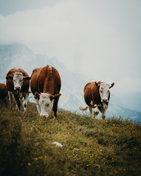 Cown in The Mountain alpen berge gr&uuml;ne weide Alps mountains 