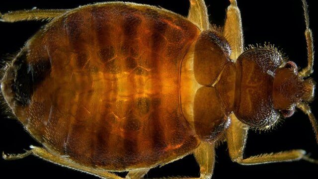 Bed bug Cimex lectularius under a microscope, Order Hemiptera, Family Cimicidae. Feeds on human blood, male. The work of internal organs is visible