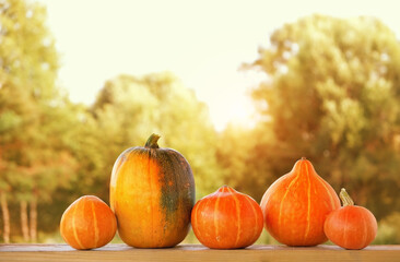 Naklejka na ściany i meble ripe orange pumpkins on table in garden, natural sunny background. Autumn vegetables harvest. fall season concept. Symbol of Thanksgiving day, Halloween holiday