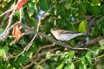 Common nightingale perched on a tree branch