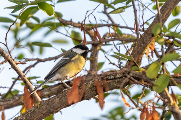 great tit perched on a tree branch