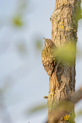 Short-toed treecreeper perched against a tree trunk