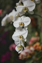 close up of a white orchid