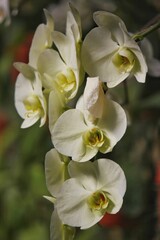 Fototapeta na wymiar Soft yellow moth orchid growing in the flower garden.