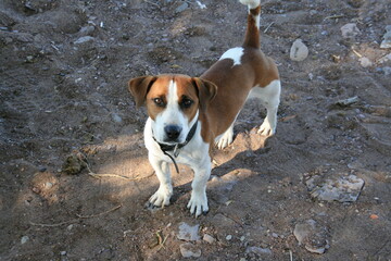 jack russell terrier dog