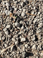 Texture of stone. Gravel background