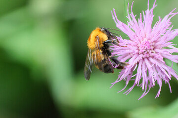 アザミと蜂。Close-up image of a bee on thistle