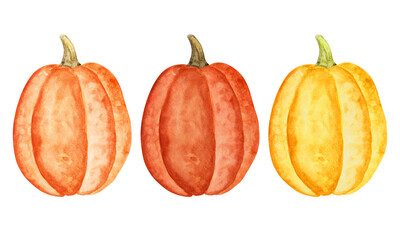 Pumpkin watercolor illustration. Hand drawn harvest festival art. Isolated clipart element on white background