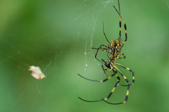 2匹の蜘蛛。Close-up image of two spiders on a spider web