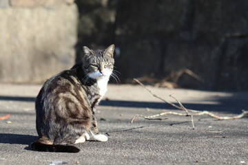 Naklejka premium 木ッとにらむ野良猫