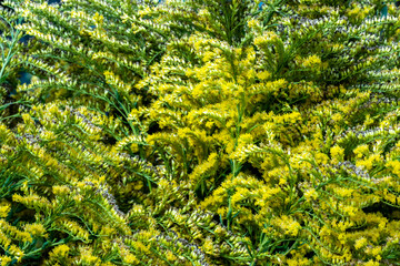 Fototapeta premium Yellow green natural hedge background for design