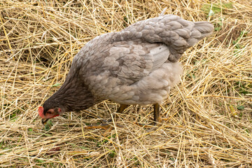 The chicken pecks at the grains of wheat. Beautiful countryside landscape