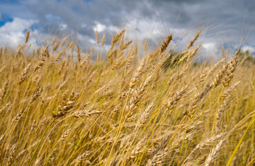 wheat field in harvest season with blue sky background