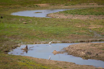 Located in the middle of the Istanbul Canal project, the Sazlibosna Dam route is on the transit route of herons and migratory birds in Istanbul, Turkey.