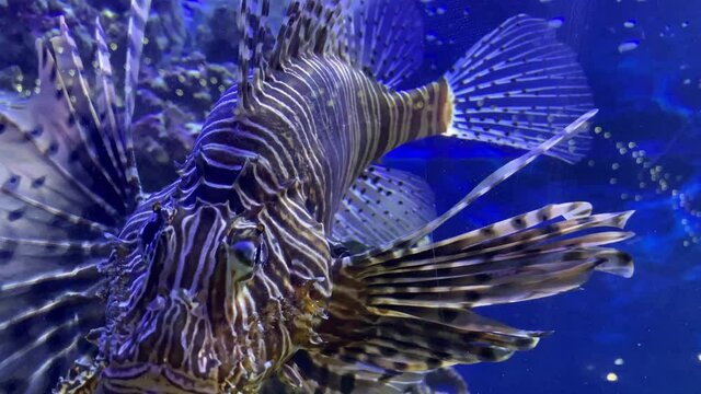 Group tropical redlion zebrafish water tank blue background closeup