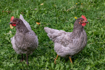 Gray hens walk on the green grass lawn