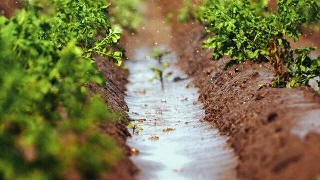 Agricultural field planted with potatoes gradually become wet of raining a lot small drops generated by artificial irrigation system. Slow moving trough the field watering line of irrigation work