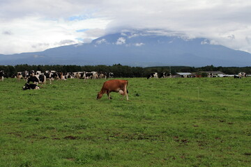Fototapeta na wymiar Every morning I go to the ranch to milk the cows. 