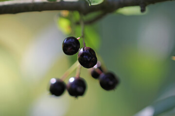 früchte der kupfer-felsenbirne Anfang September