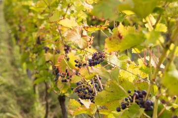 Vineyards with grapevine for wine production near a winery. Grape field growing for wine. Summer scenery. Nature mountains background with wine yard in autumn harvest