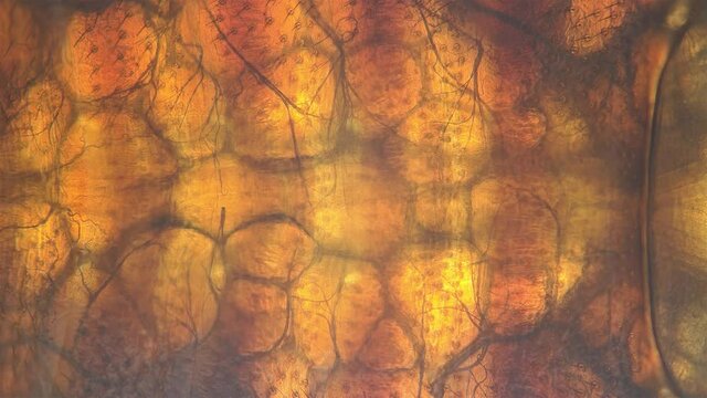 Bed bug Cimex lectularius under a microscope. Work of internal organs is visible. Order Hemiptera, Family Cimicidae. Feeds on human blood, male.