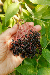 Elderberries. Sambucus nigra.