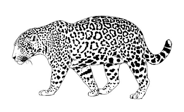 snarling face of a leopard painted by hand