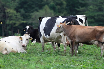 Every morning I go to the ranch to milk the cows. 