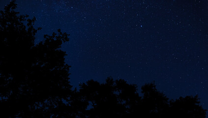 Stars and silhouetted trees with room for copy
