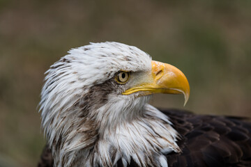 American Bald Eagle portrait in Cabarceno Nature Park, Cantabria, Spain.