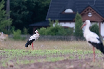 Obraz na płótnie Canvas A white stork sits in a meadow. Signs of spring in Poland. Rural landscape with a stork.