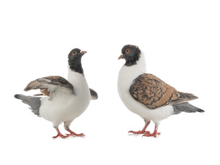 Fototapeta na wymiar Two German pigeon modena isolated on white background