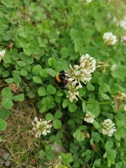 bee in white flower 1