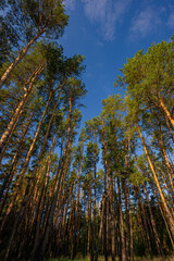 High pine trees in the forest.