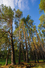 Fototapeta premium High pine trees in the forest.