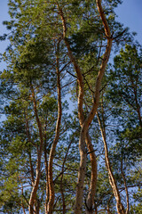 Obraz na płótnie Canvas High pine trees in the forest.