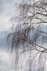 Fototapeta na wymiar Birch branches against the sky.