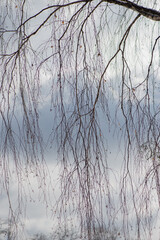 Obraz premium Birch branches against the sky.
