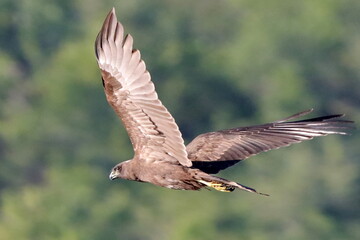 vol battu de busard des roseaux juvénile