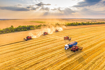harvesting wheat at sunset. Several red combiners work in the field