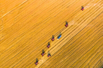 harvesting wheat. group of seven red combine-harvester work in the field. view from above Aerial...