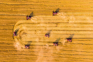 harvesting wheat. group of seven red combine-harvester work in the field. view from above Aerial...