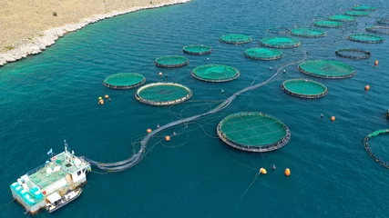 Poster Aerial drone photo of latest technology auto feeding fish farming  - breeding unit of sea bass and sea bream in huge round cages located in calm Mediterranean sea © aerial-drone
