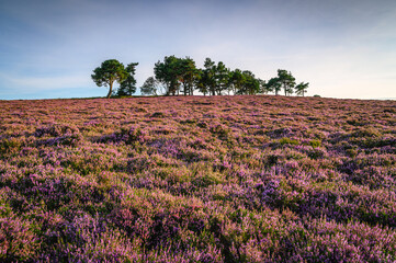 Heather covered Hepburn Moor, is located near Chillingham, north Northumberland in the North East...
