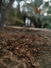 footpath in autumn forest